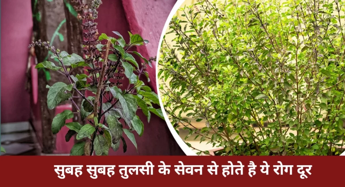 Benefits Of Tulsi